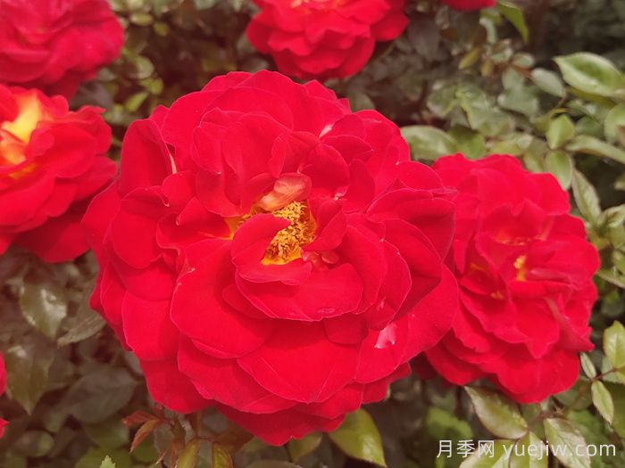 实测3款“识花小程序”，让你再也不愁认错花(图1)