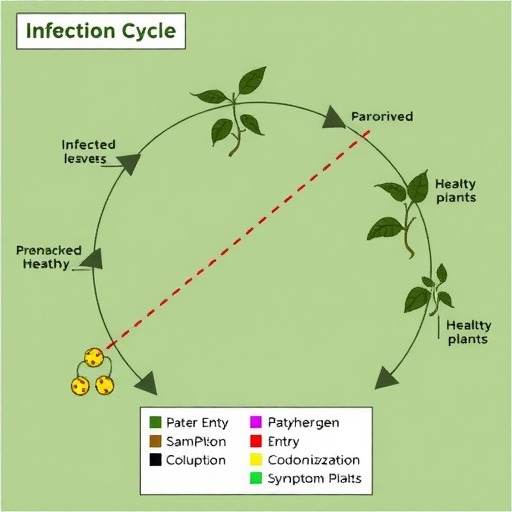 植物病害侵染循环关键环节与防治要点解析