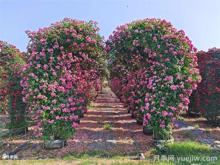 小区内绿化病虫害怎么治？植物怎么修剪？(图1)