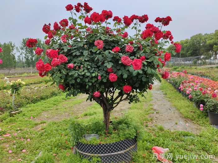 绿化养护植物修剪方法和注意事项(图1)