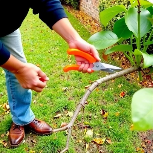 绿化植物修剪技巧与养护策略解析