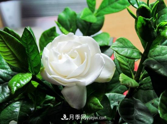 灌木苗木有哪些：21种常见灌木介绍(图3)