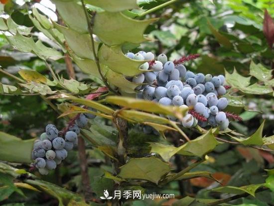 灌木苗木有哪些：21种常见灌木介绍(图11)