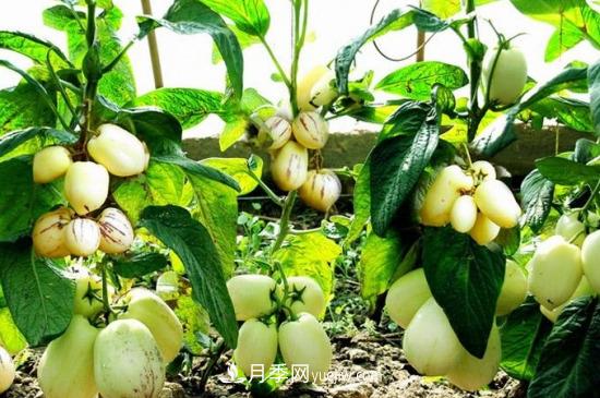 灌木苗木有哪些：21种常见灌木介绍(图23)