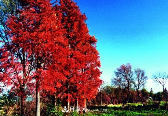 灌木苗木有哪些：21种常见灌木介绍(图20)