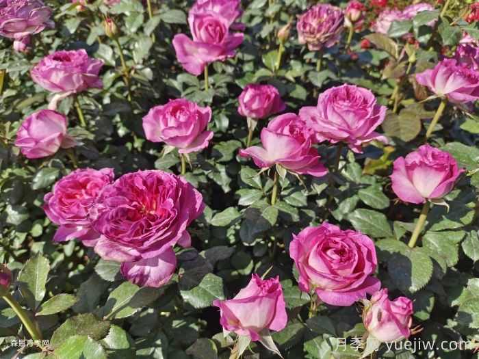 花卉产业为乡村振兴注入新动能(图1)