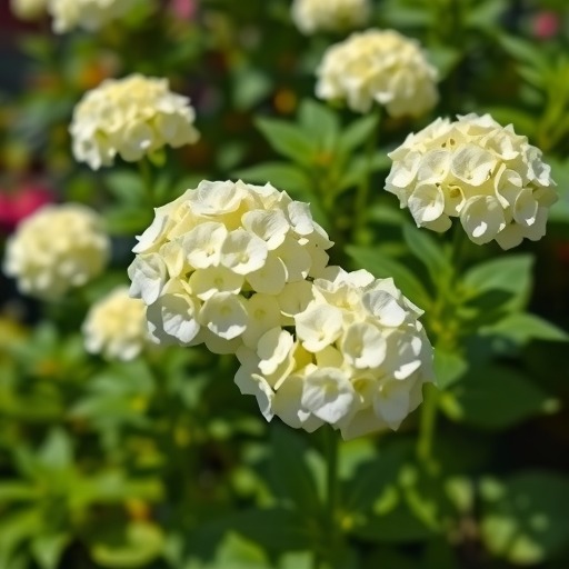 绣球花开花时间与养护技巧全解析