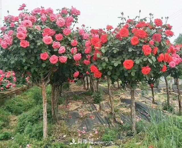 4个潮流绿化树，树状月季超高性价比，打造盛夏花园(图1)