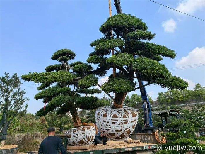 浏阳柏加镇的优势苗木有哪些？(图1)