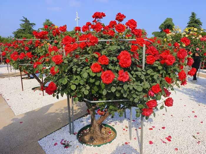 庭院里种哪些花木最吉利？(图2)