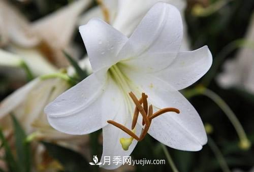 百合花粉百合香水百合，花语代表什么？(图1)