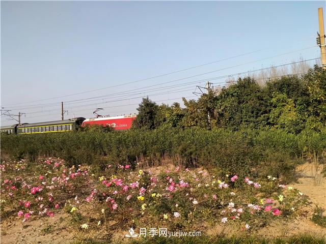 漯河月季：初冬的月季傲娇如春！(图1)