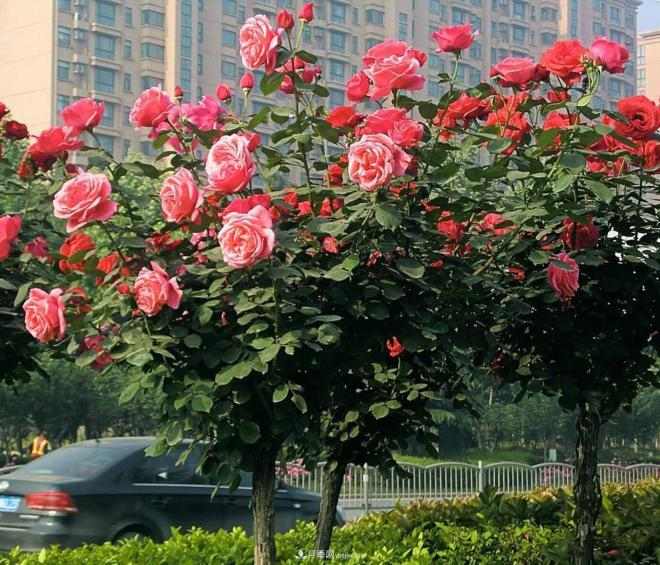 怎样给树状月季叶面施肥？(图1)