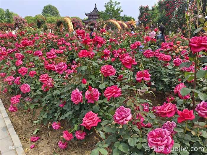 城乡园林绿化常用的50种植物(图2)