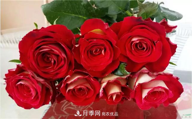 云南锦海举办月季新优品种推介会 56个切花月季新品种各展娇姿(图6)