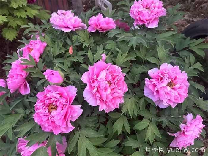 洛阳牡丹花的特点是什么？(图1)