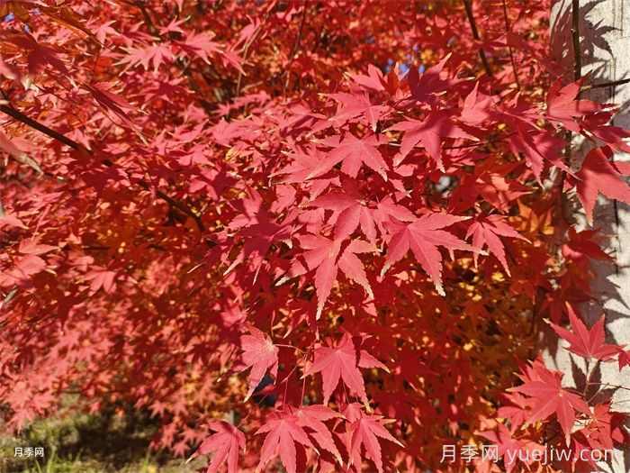 红枫苗木种植方法和注意事项(图1)