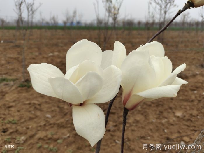 绿化带或路边常见的39种花草树木(图4)