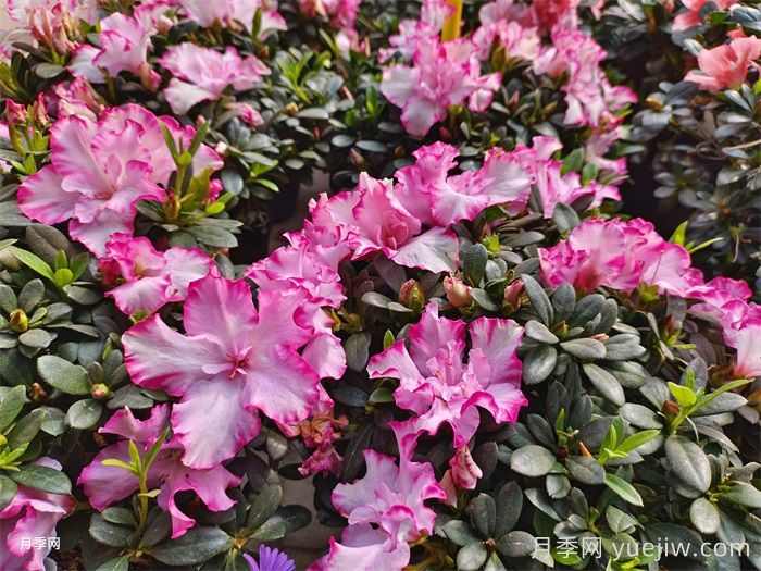 绿化带或路边常见的39种花草树木(图3)