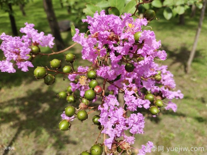 绿化带或路边常见的39种花草树木(图5)