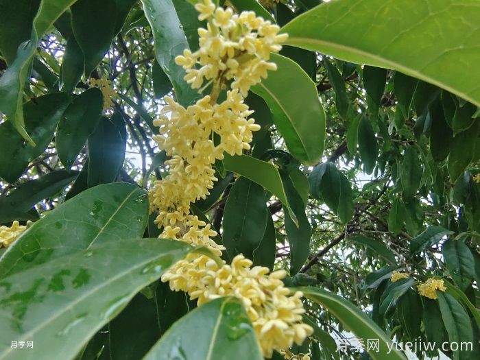 绿化带或路边常见的39种花草树木(图1)