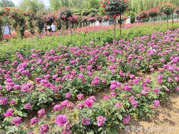 绿化带或路边常见的39种花草树木(图2)