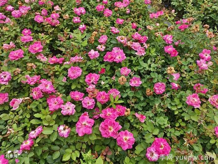 立秋之后移栽苗木养护技巧(图1)