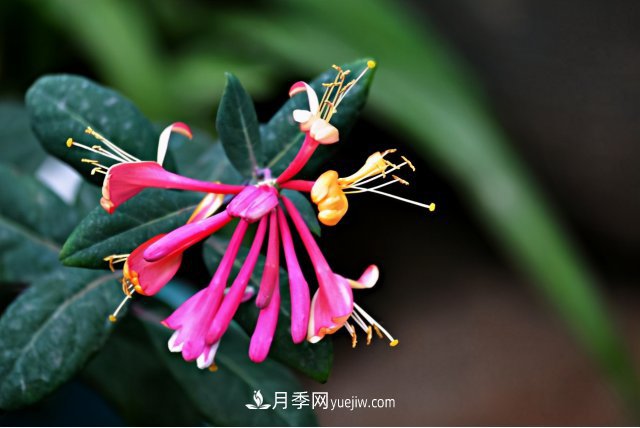 市场前景大好的6种忍冬科植物，你家苗圃有吗？(图6)