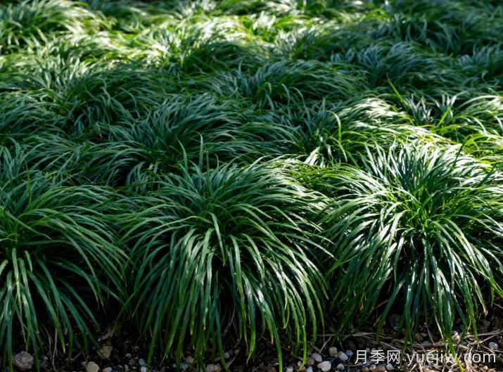 姬岩垂草能活几年？(图1)