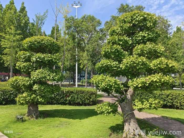 十大适合种植的绿化树(图1)