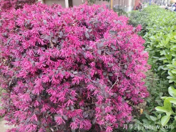 红花继木为什么不开花？(图1)