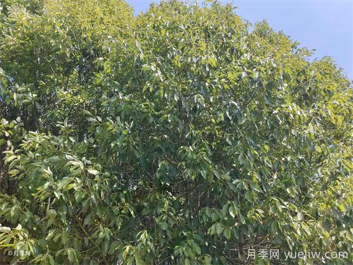 十大适合种植的绿化树(图3)