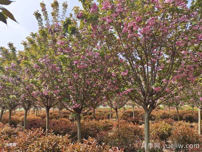 十大适合种植的绿化树(图4)