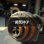 黄芪种子（图1）