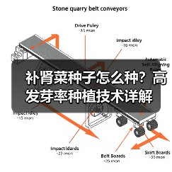 补肾菜种子怎么种？高发芽率种植技术详解（图2）
