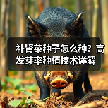 补肾菜种子怎么种?高发芽率种植技术详解(图4) 补肾菜种子怎么种?高发芽率种植技术详解(图4)