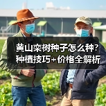 黄山栾树种子怎么种?种植技巧+价格全解析(图2) 黄山栾树种子怎么种?种植技巧+价格全解析(图2)