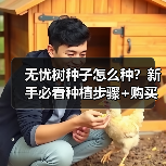 无忧树种子怎么种?新手必看种植步骤+购买指南(图4) 无忧树种子怎么种?新手必看种植步骤+购买指南(图4)
