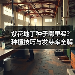 紫花地丁种子哪里买？种植技巧与发芽率全解析（图2）