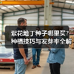 紫花地丁种子哪里买？种植技巧与发芽率全解析（图4）