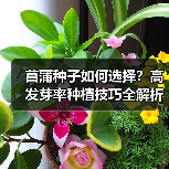 菖蒲种子如何选择？高发芽率种植技巧全解析（图1）