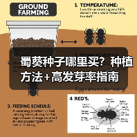 蜀葵种子哪里买？种植方法+高发芽率指南（图2）