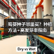 蜀葵种子哪里买?种植方法+高发芽率指南(图3) 蜀葵种子哪里买?种植方法+高发芽率指南(图3)