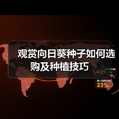 观赏向日葵种子如何选购及种植技巧(图1) 观赏向日葵种子如何选购及种植技巧(图1)