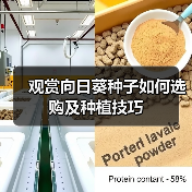 观赏向日葵种子如何选购及种植技巧(图2) 观赏向日葵种子如何选购及种植技巧(图2)
