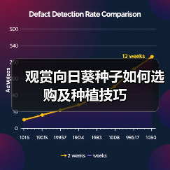 观赏向日葵种子如何选购及种植技巧(图4) 观赏向日葵种子如何选购及种植技巧(图4)
