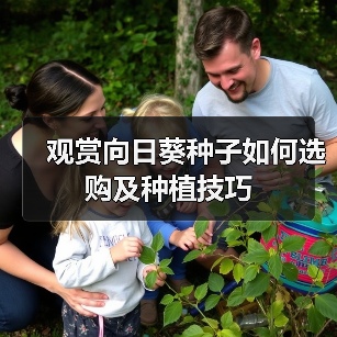 观赏向日葵种子如何选购及种植技巧(图3) 观赏向日葵种子如何选购及种植技巧(图3)