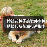 铃铛花种子高发芽率种植技巧及花海打造指南（图1）
