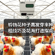 铃铛花种子高发芽率种植技巧及花海打造指南(图3) 铃铛花种子高发芽率种植技巧及花海打造指南(图3)