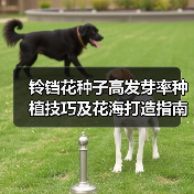 铃铛花种子高发芽率种植技巧及花海打造指南（图4）